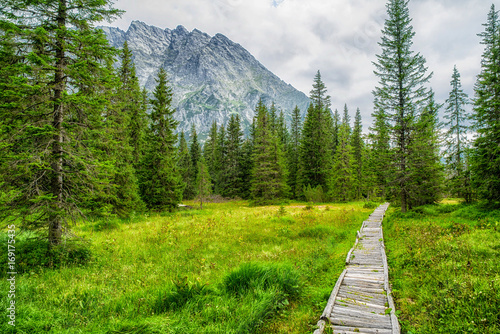 Forest path in High Tatras mountains, Slovakia