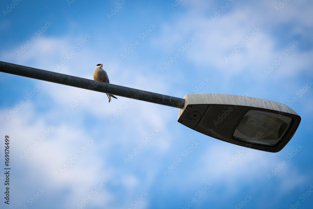 Common Tern (Sterna hirundo) Sitting on Top of Streetlight