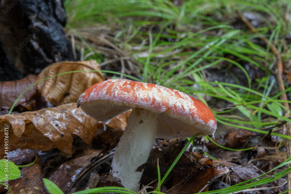 Mushrooms in the forest in summer Mushrooms in the forest in summer