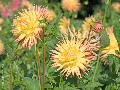Fototapeta Naklejka Na Ścianę i Meble -  Dahlien
