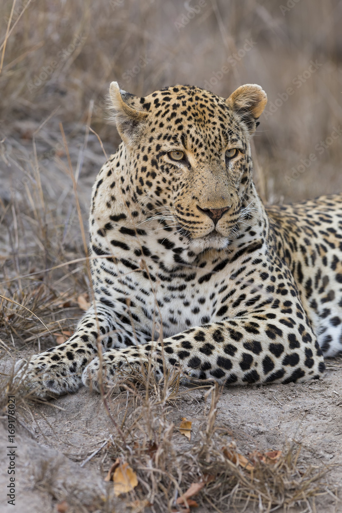 Portrait leopard lay down in at dusk to rest and relax Portrait leopard lay down in at dusk to rest and relax