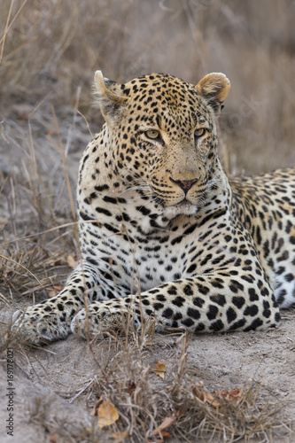 Portrait leopard lay down in at dusk to rest and relax