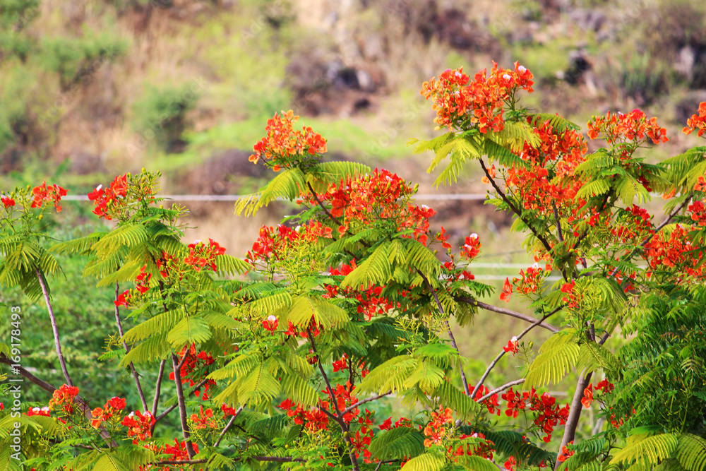 Gulmohar Flower Royal Blossoms Flower Photo Background And Picture For Free  Download - Pngtree
