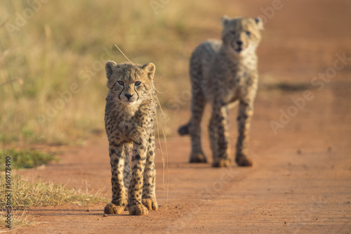 Two Cheetah cubs playing early morning in a road