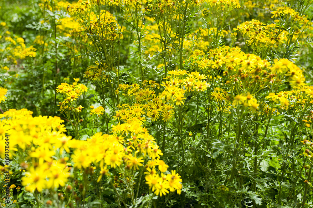 Jacobaea vulgaris plants. Jacobaea vulgaris plants.