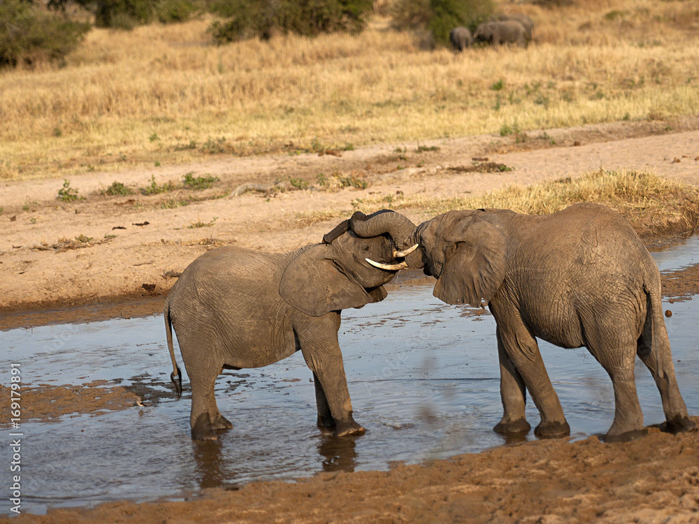 Two baby elephants standing in water and play fighting in sunset, with ivory tusks locked and water dripping from their mouths. Tarangire National Park, Tanzania, Africa