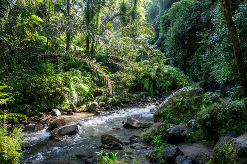 Indonesian Rainforest  Ubud  Bali
