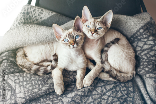 Two pretty Devon Rex cats with blue eyes are sitting together on the soft wool blanket and looking at camera, light flair effect. Lifestyle photo of napping kitties, happy domestic pets concept