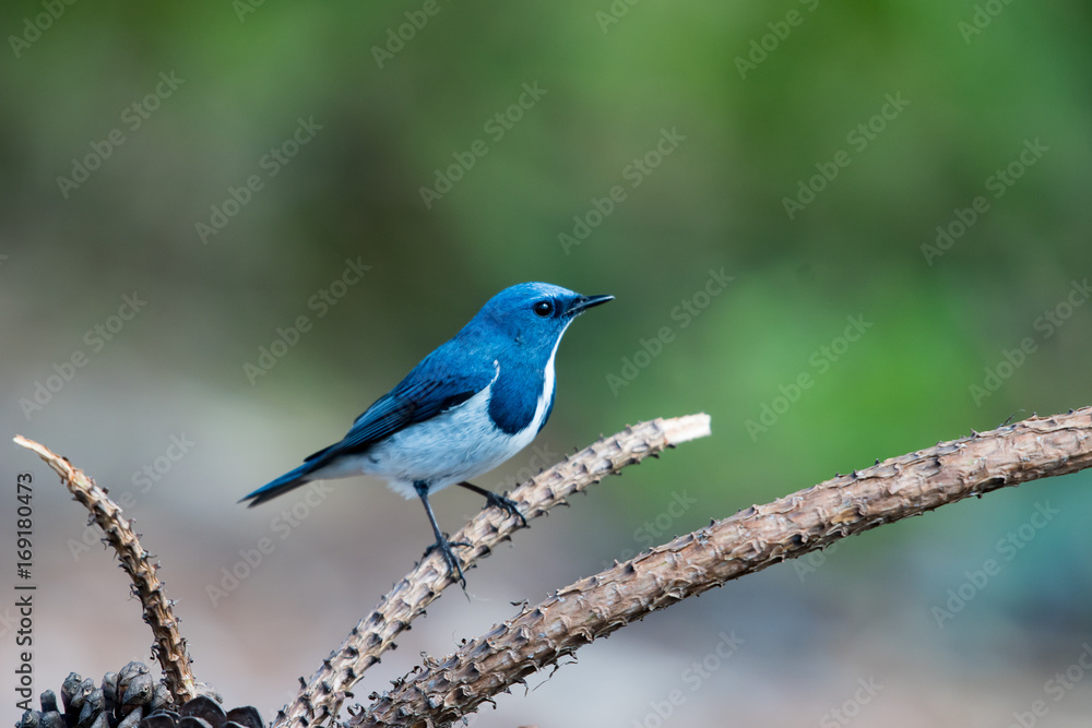 Blue Marine Flycatcher