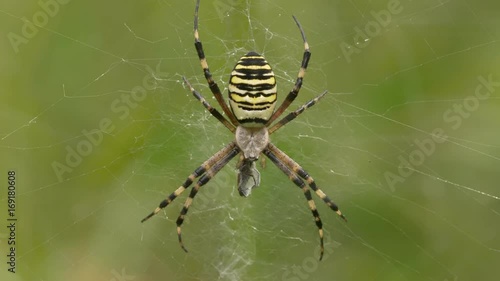 Wasp spider eating prey in web