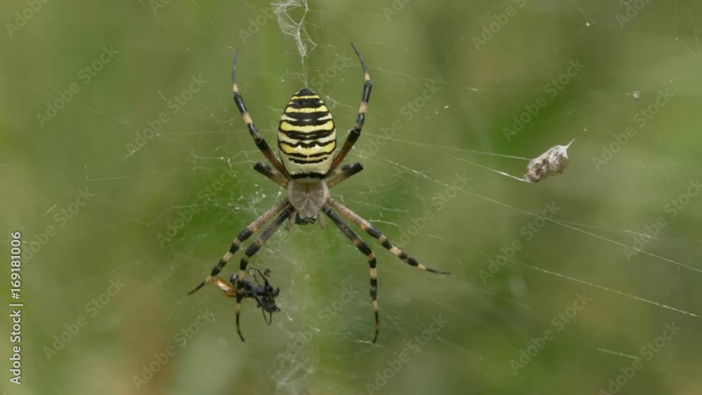 Wasp spider (Argiope bruennichi) eating prey in web Wasp spider (Argiope bruennichi) eating prey in web