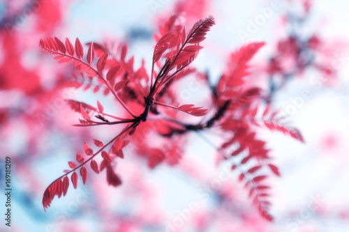 Pink leaves in sunshine against background of the blue sky. Beautiful, surreal, romantic concept.