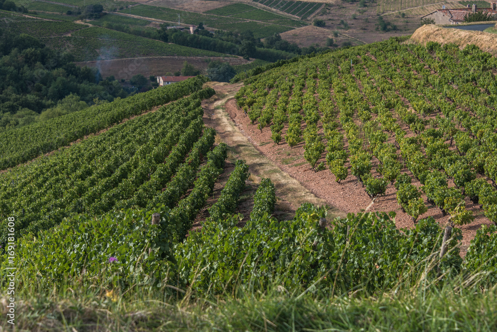 Paysage typique des vignobles du Beaujolais en france