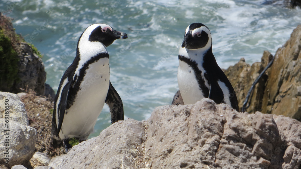 Naklejka premium African Penguins in Southern Africa
