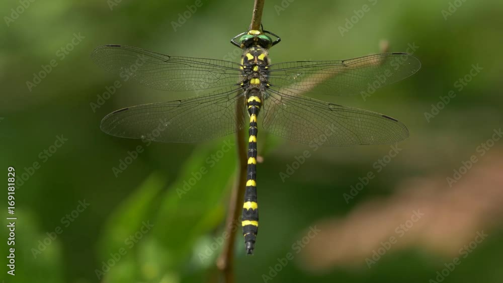 Balkan goldenring (Cordulegaster heros) Balkan goldenring (Cordulegaster heros)