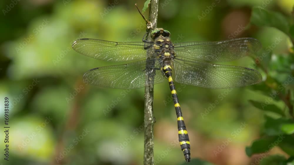 Balkan goldenring (Cordulegaster heros) Balkan goldenring (Cordulegaster heros)