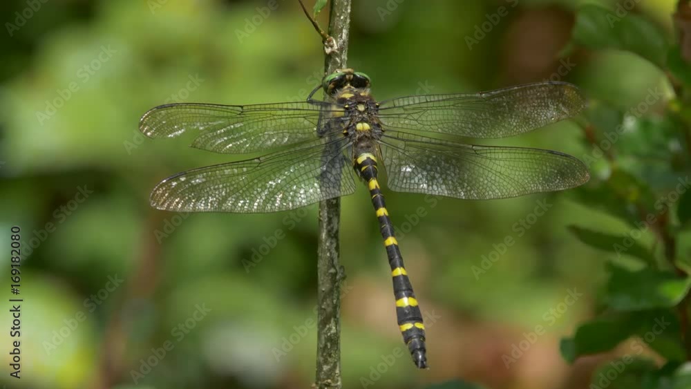 Balkan goldenring (Cordulegaster heros) Balkan goldenring (Cordulegaster heros)