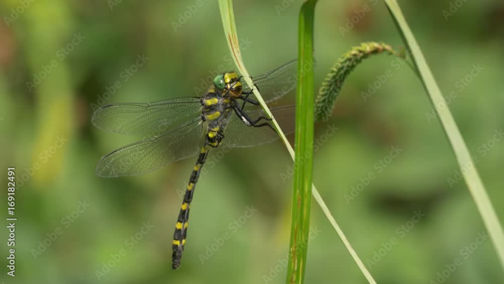Balkan goldenring (Cordulegaster heros) Balkan goldenring (Cordulegaster heros)