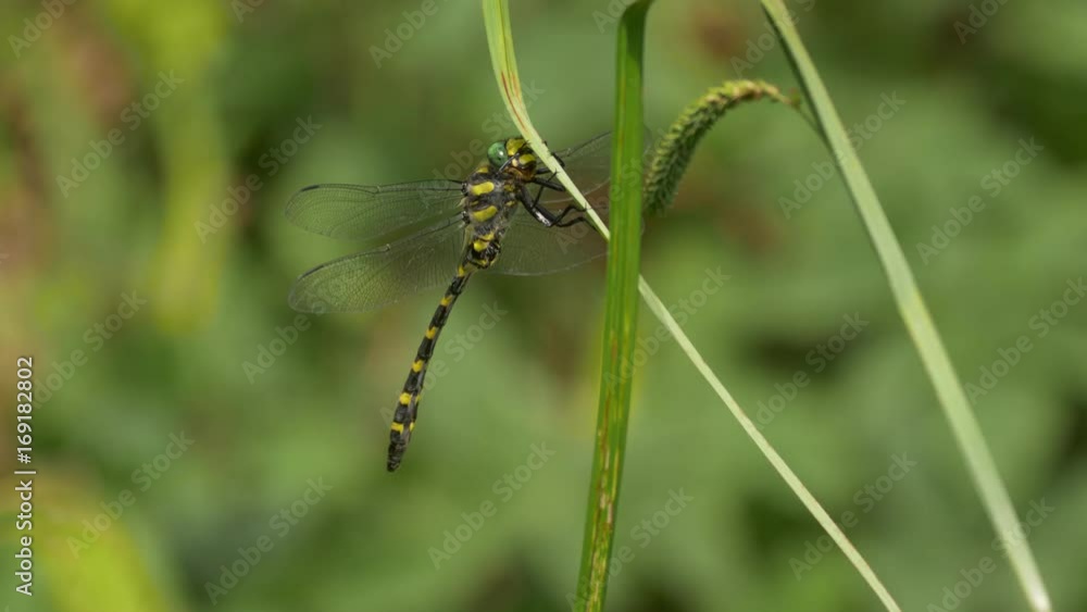 Balkan goldenring (Cordulegaster heros) Balkan goldenring (Cordulegaster heros)