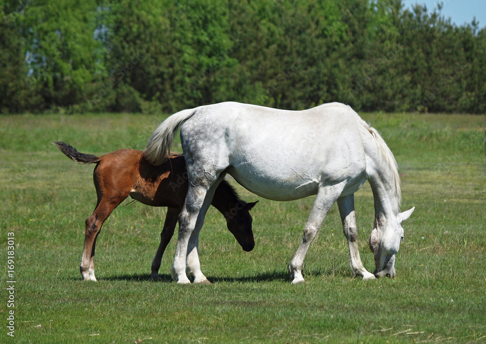 Mare with a foal on a green meadow