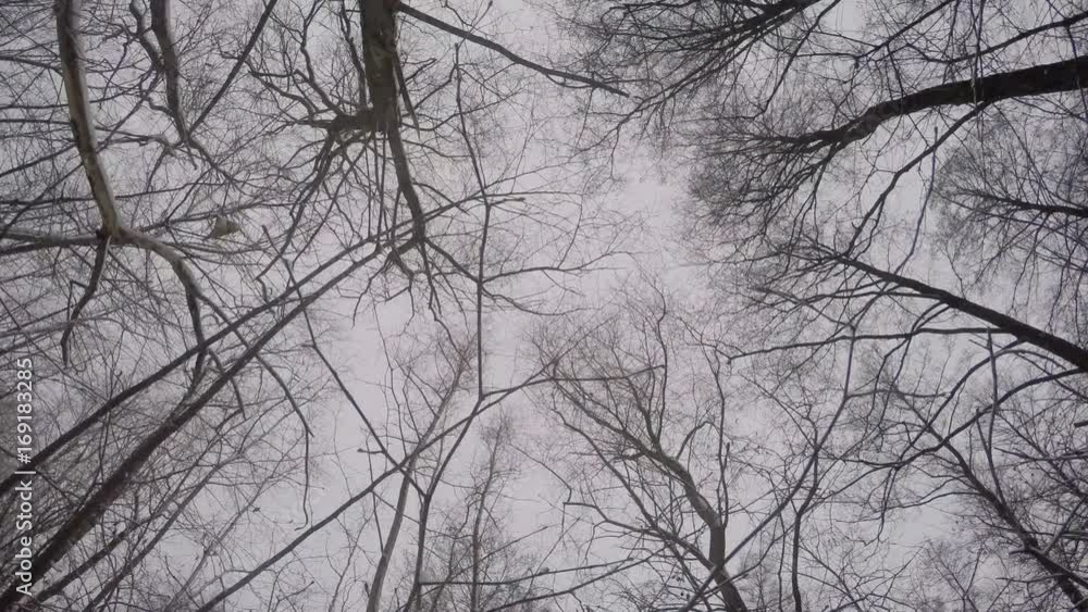 To Walk In The Winter Woods To Walk In The Winter Woods