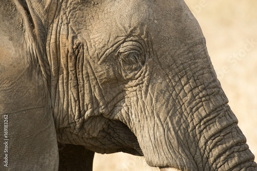Elephant head, close up, showing long lashes with sand cover eye lashes. Tarangire National Park, Tanzania, Africa
