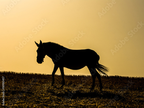 Backlight of grazing hourse