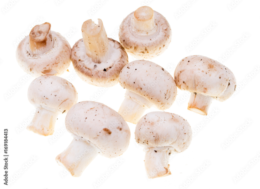 Mushrooms champignons on a white background Mushrooms champignons on a white background