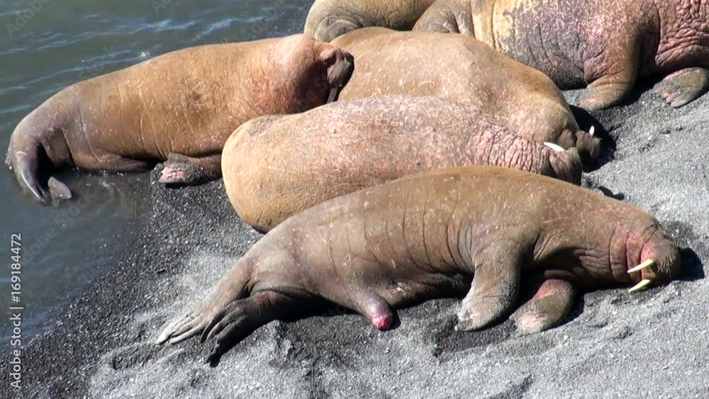 Group of walruses rest on shores of Arctic Ocean on New Earth in Russia. Unique landscape of wildlife in background of desert. Ecotourism in wilderness. Wild nature. Pinniped mammals tusk in water. Group of walruses rest on shores of Arctic Ocean on New Earth in Russia. Unique landscape of wildlife in background of desert. Ecotourism in wilderness. Wild nature. Pinniped mammals tusk in water.