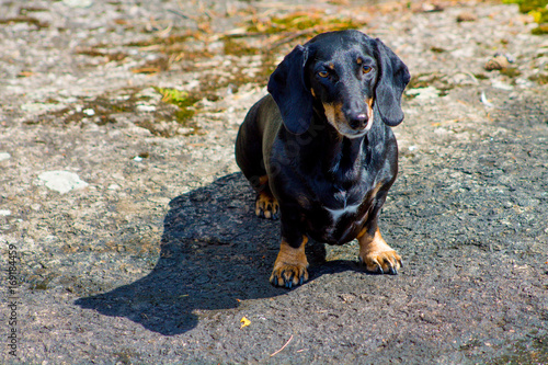 Black dachshund sitting on a rock