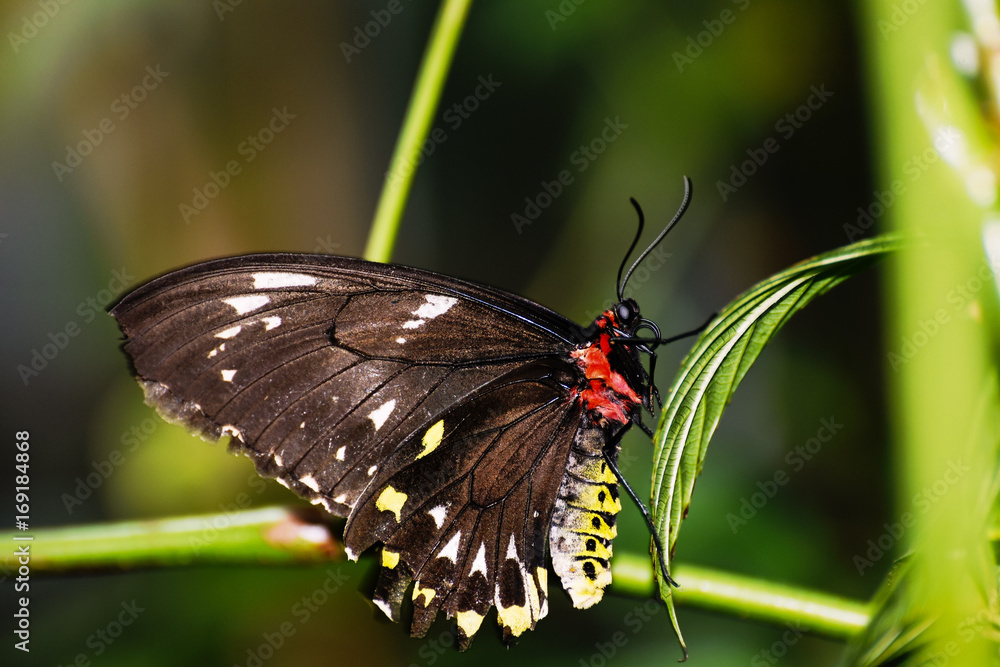 Fototapeta premium Blutterfly in Melbourne