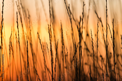 Silhouette of grass on a golden sunset