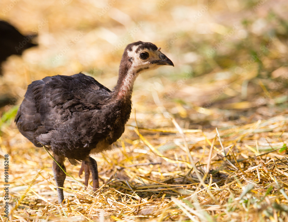Young turkey on the farm Young turkey on the farm