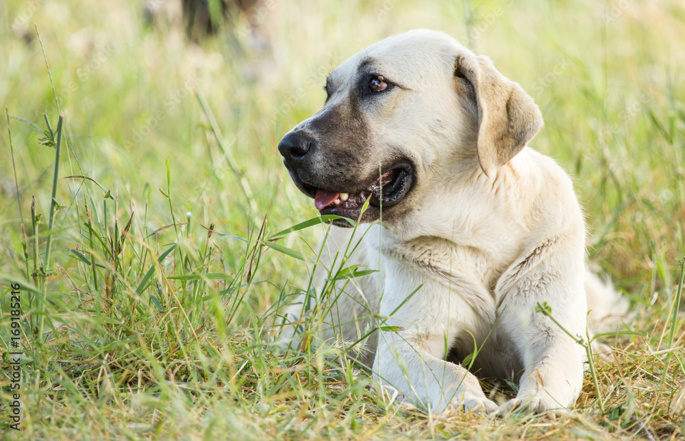 Portrait of a dog in the grass outdoors