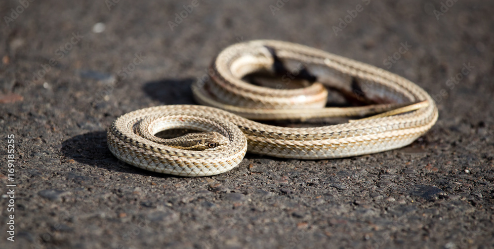 Auto crippled a snake on the road Auto crippled a snake on the road