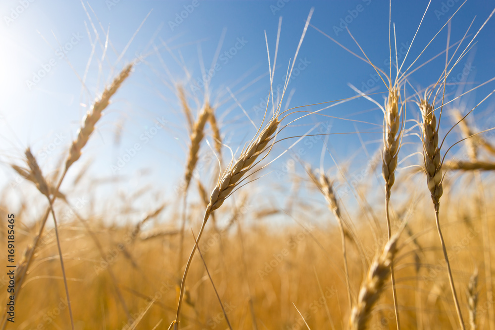 Fototapeta premium Yellow ears of wheat against the blue sky