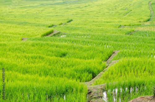 Rice Field Farm on The Background.