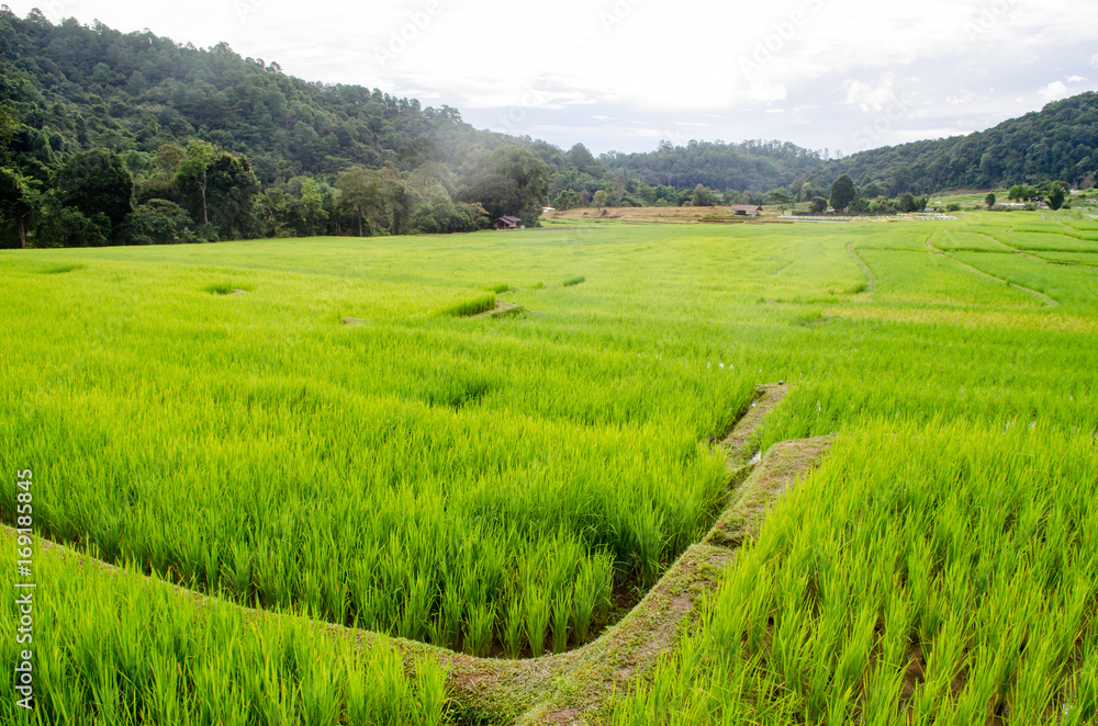 Rice Field Farm on The Background. Rice Field Farm on The Background.