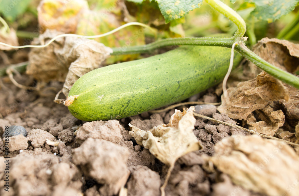 Obraz premium Green cucumber on a plant in the garden