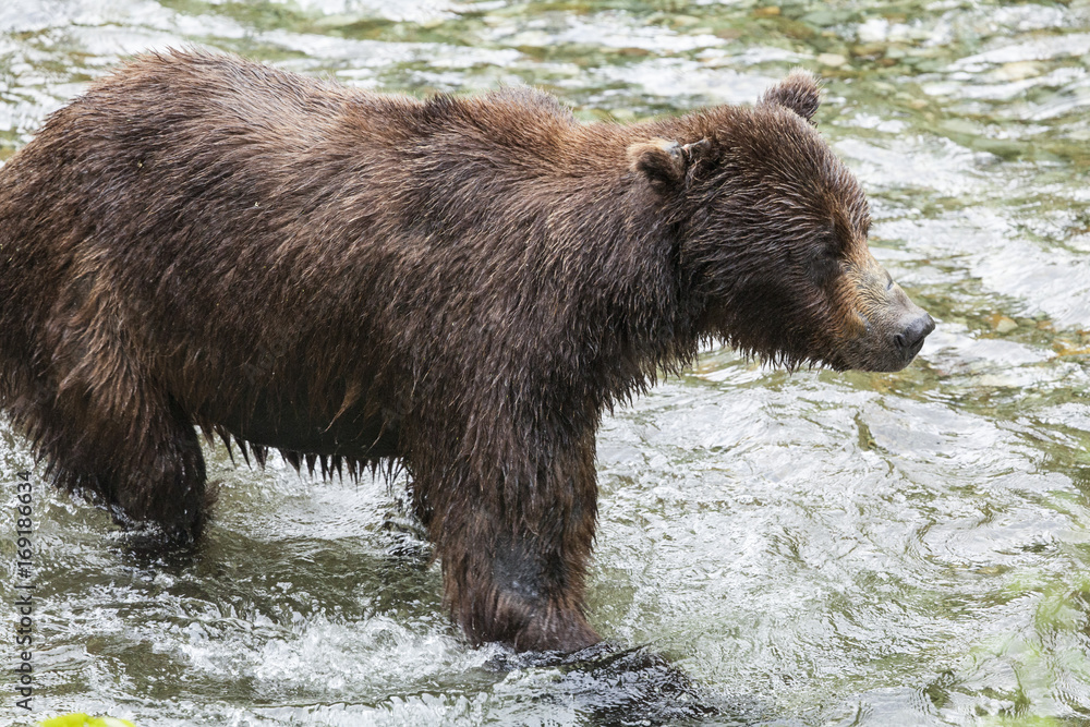 Adult Grizzly hunts for pink salmon in the shallow water at the Fish Creek Wildlife Observation Site, Hyder Alaska Adult Grizzly hunts for pink salmon in the shallow water at the Fish Creek Wildlife Observation Site, Hyder Alaska