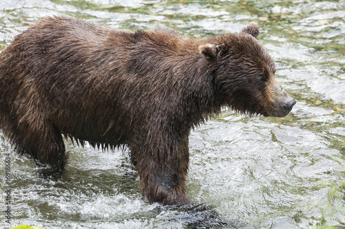 Adult Grizzly hunts for pink salmon in the shallow water at the Fish Creek Wildlife Observation Site, Hyder Alaska