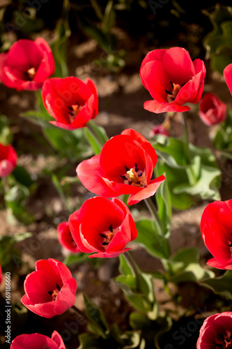 Beautiful red tulips in nature