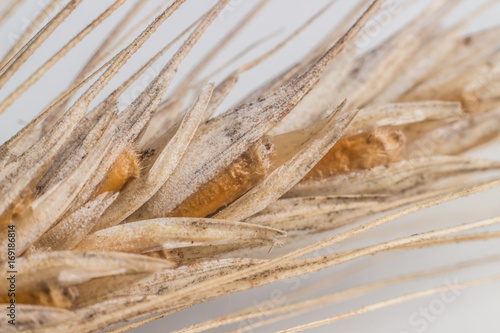 Колос пшеницы крупным планом