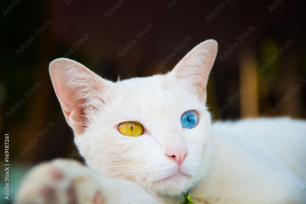 White cat and two color eyes