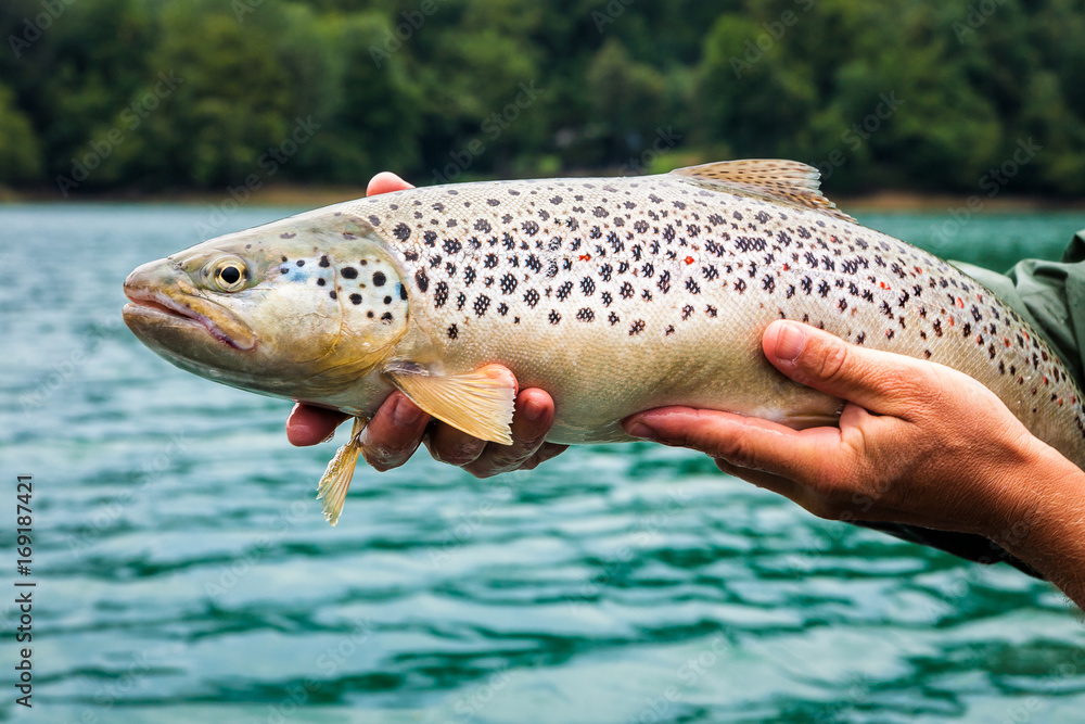 Catch of brown trout Catch of brown trout
