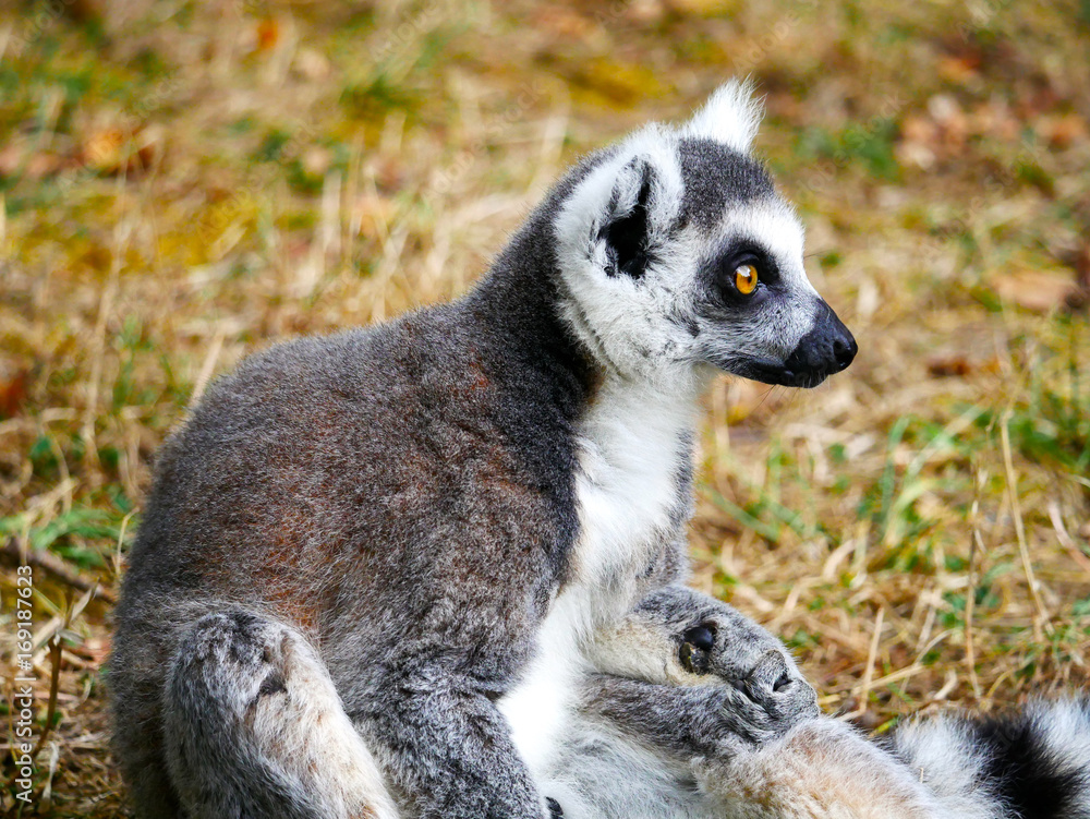 Obraz premium Maki catta