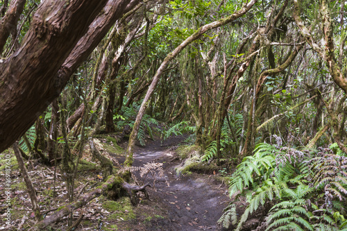 Laural Forest in Tenerife, Spain