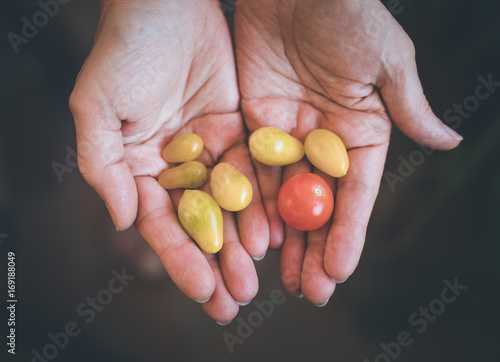 Variation an Tomaten in Frauenhände