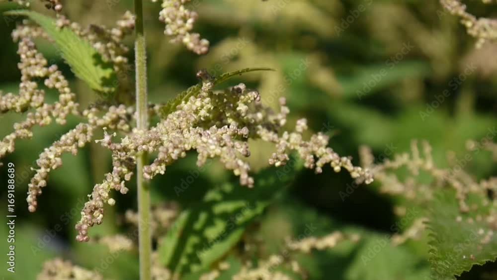 Blooming nettle closeup in summer wind breeze. Static camera HD video footage Blooming nettle closeup in summer wind breeze. Static camera HD video footage