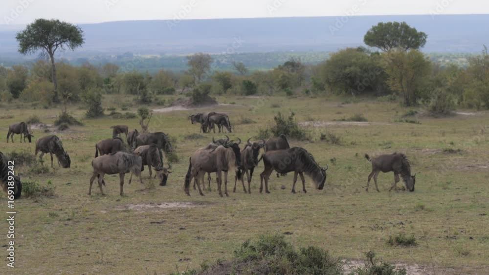 A herd of wild antelopes is grazing in the savannah of an African reserve. A herd of wild antelopes is grazing in the savannah of an African reserve.